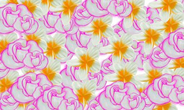 Pembe gül ve beyaz plumeria spa çiçek arka planı
