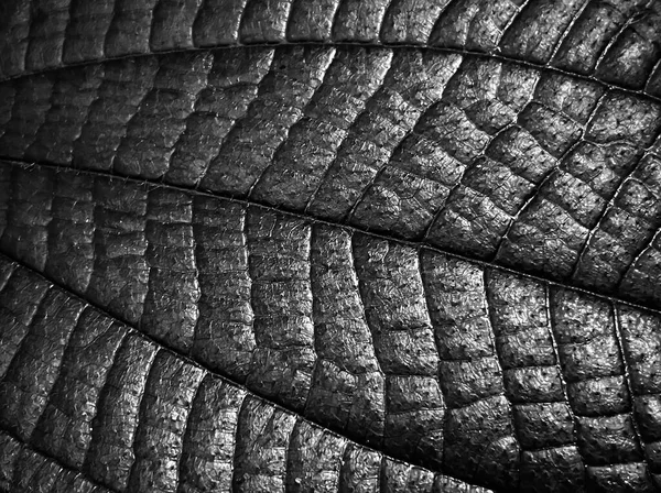 Black Leaf Dark Filter Color Effect Background — Photo
