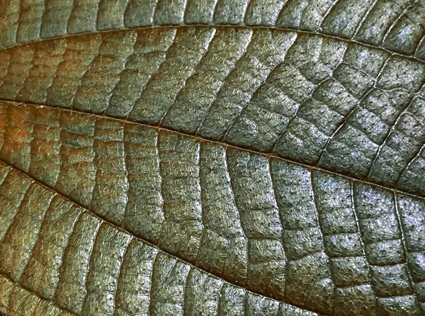 Тропічний Зелений Лист Весняний Фон Природи — стокове фото