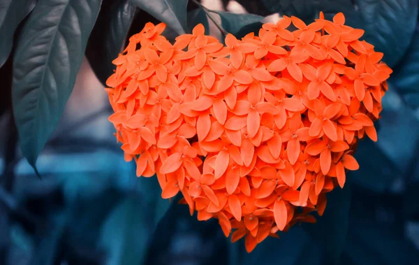 Ixora Çiçeğinin Kırmızı Kalp Şekli — Stok fotoğraf