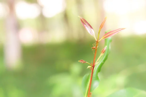 Зелене Листя Весняний Фон Шпалер Природи — стокове фото