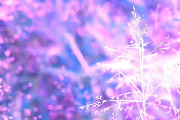 Veilchen Bokeh Mit Frühling Gras Blume Hintergrund — Stockfoto