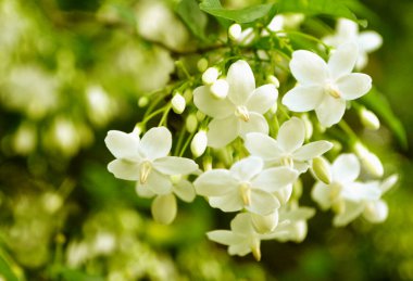 beyaz çiçek bahar arka plan