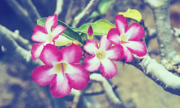 Розовая Пустыня Розовый Летом Весенний Цветочный Фон — стоковое фото