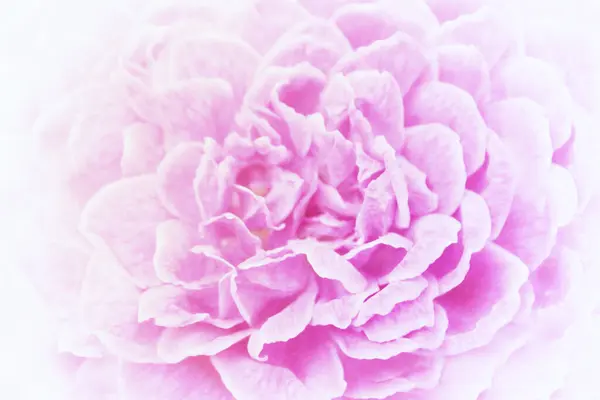 Morbido Fuoco Rosa Rosa Fiore Sfondo — Foto Stock