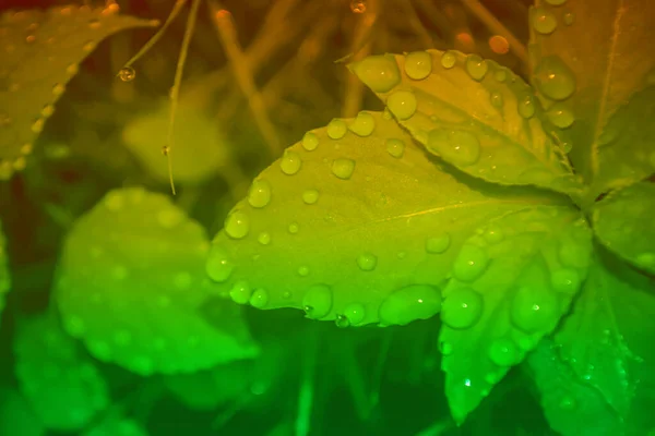 Frischer Naturhintergrund Grüne Blätter Nach Regen — Stockfoto