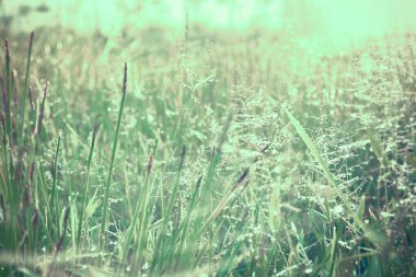 Sabah vakti çiğ taneli çim damlası