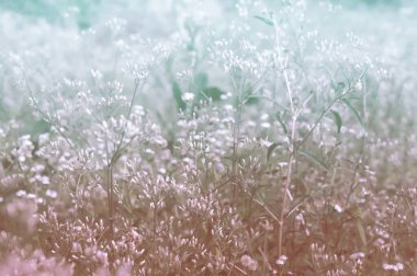 Küçük beyaz çayır çiçeğinin yumuşak odağı çiçek açıyor  