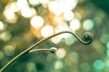 Ormanda yetişen yeşil eğrelti otunun genç kızı.