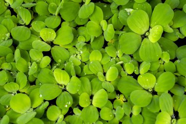 Çiy damlası olan yeşil su bitkisi   