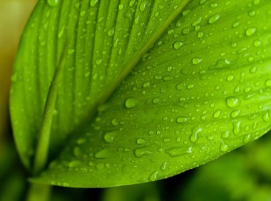 seçici odak yeşil yapraklar çiy damlası ile   