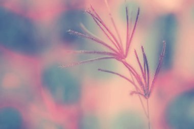 Yumuşak odaklı Çimen Çiçeği Renkli bahar, yaz, sonbahar doğa arka planı