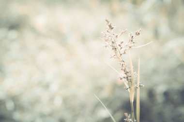 yumuşak odak çim çiçek arkaplanı 