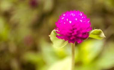 Kırmızı çiçek açan yeşil arka plan mavisi