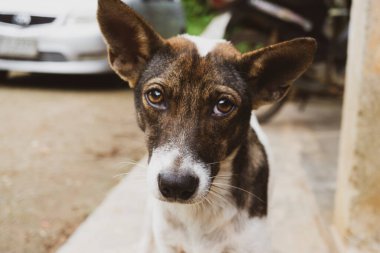 Kahverengi köpeğin sevimli yüzü  