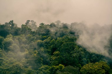 Tropikal yağmur ormanları ile dağda sis Denizi
