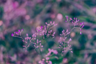Yumuşak odak çimen çiçek soyut Bahar, doğal arka plan