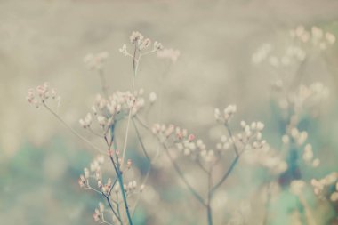 Renkli beyaz ve pembe çimen çiçeği yumuşak odak bahar arkaplanı