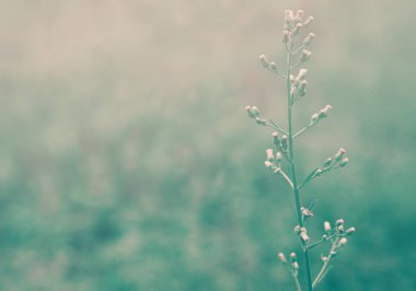 Mavi bokeh soyut ilkbahar yaz arka plan ile yeşil çimen çiçek                                 