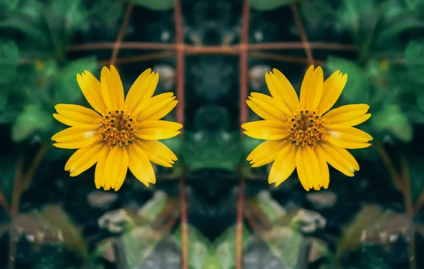 Dos Pequeñas Flores Amarillas Naturaleza Vintage Tono Color Estilo — Foto de Stock