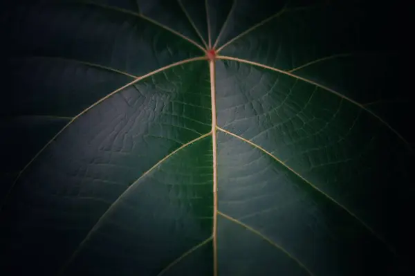 濃いフィルターの背景を持つ緑の葉のテクスチャ — ストック写真
