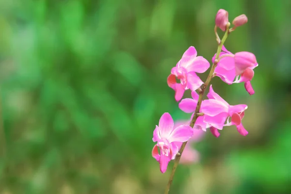 Pequeña Flor Orquídea Púrpura Floreciendo Con Fondo Bokeh Verde — Foto de Stock