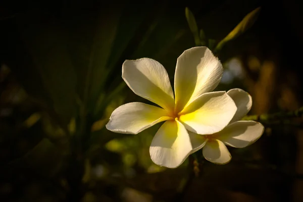 Plumeria Virág Virágzik Természetben Tavasz Természet Háttér — Stock Fotó