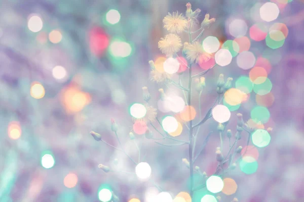 Wit Groen Gras Bloem Bloeien Met Kleurrijke Bokeh Lente Natuur — Stockfoto