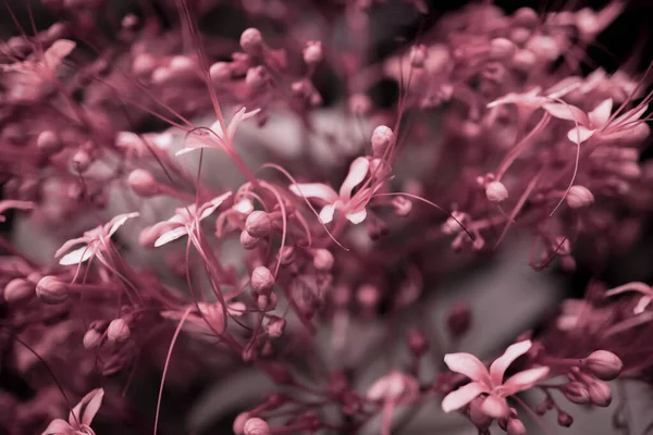 Рожева Дика Тропічна Квітка Цвіте — стокове фото