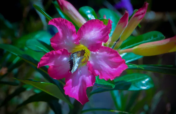 Рожева Тропічна Квітка Розквітає Коричневим Метеликом — стокове фото