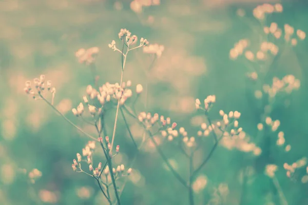 Трохи Білої Рожевої Трави Квіткові Нитки Цвітуть Який Фокус Весняний — стокове фото