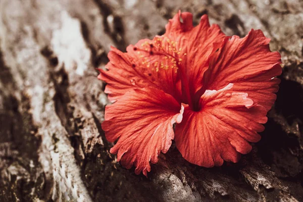 茶色の木の床に赤いハイビスカスの花 — ストック写真