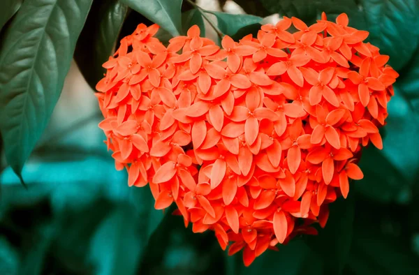 Röd Blomma Hjärta Form Valentine Kärlek Koncept Bakgrund — Stockfoto