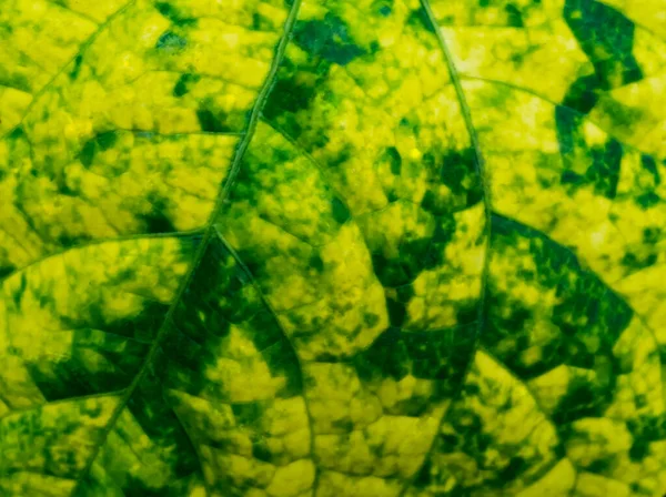 Barevné Žluté Zelené Pozadí Listové Textury — Stock fotografie