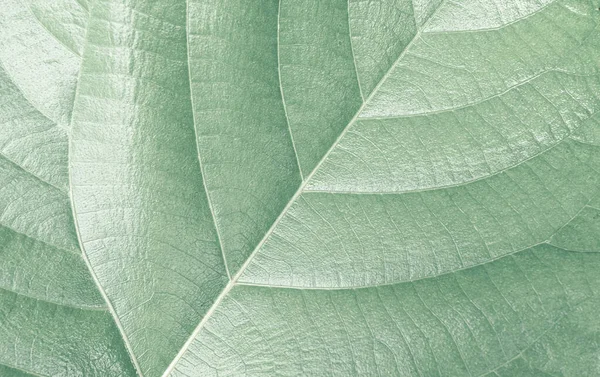 Grünes Blatt Textur Hintergrund Für Design — Stockfoto