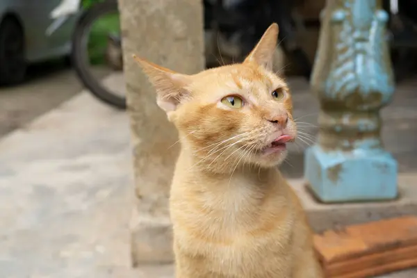 Lindo Naranja Gato Cara —  Fotos de Stock