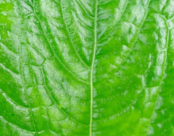 Vert Feuille Texture Sélective Focus Arrière Plan Pour Conception — Photo