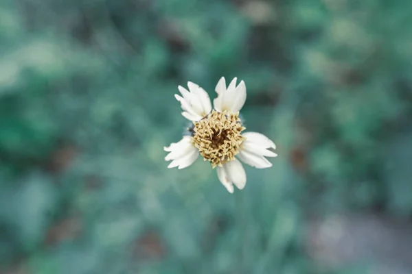 Маленький Белый Цветок Цветущий Мягкий Фокус — стоковое фото
