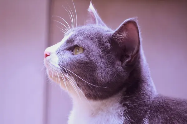 Sevimli Kedi Yüz Yumuşak Odak Bir Şey Arıyorum — Stok fotoğraf