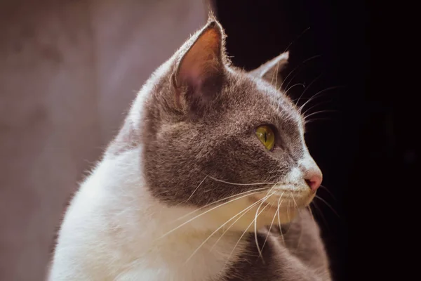 Schattige Thaise Kat Dierlijke Achtergrond — Stockfoto