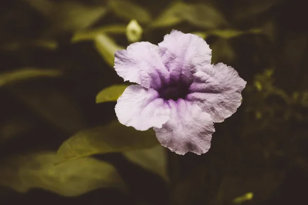 Flor Púrpura Florecimiento Efecto Filtro Tono Oscuro — Foto de Stock