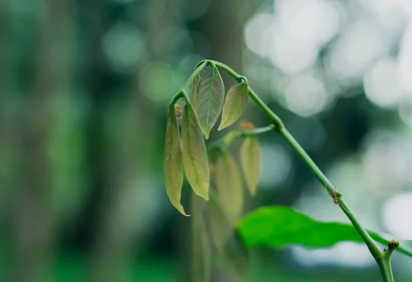 Гілочка Зеленої Рослини Фоном Фокусу — стокове фото