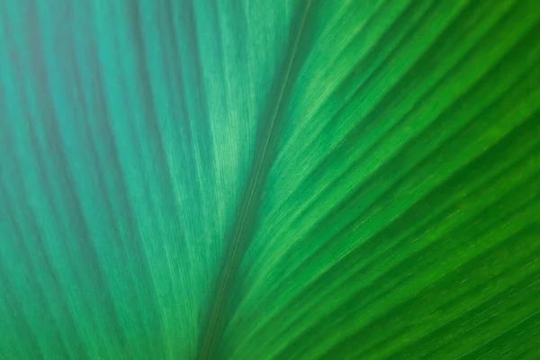 Zweifarbig Weich Fokussieren Grün Blatt Textur Hintergrund — Stockfoto