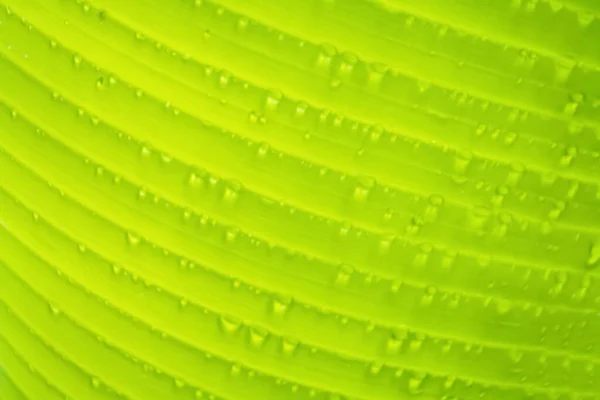 Weicher Fokus Grünes Blatt Mit Taupropfen Hintergrund — Stockfoto
