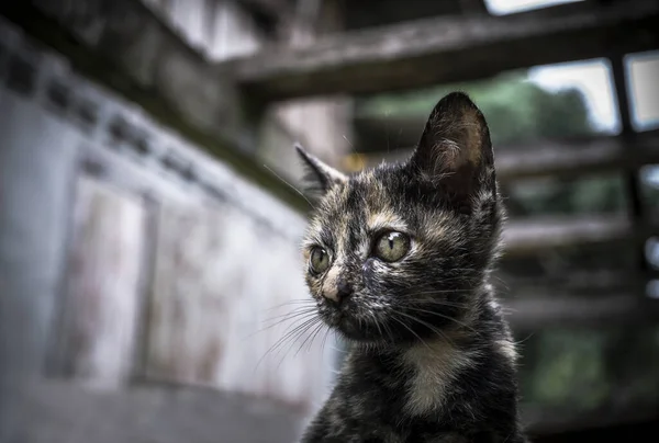 Lindo Gato Negro Amarillo Permanecer Asiento Madera —  Fotos de Stock