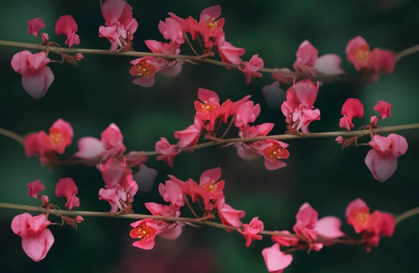 Flor Rosa Foco Suave Flor Con Fondo Verde — Foto de Stock