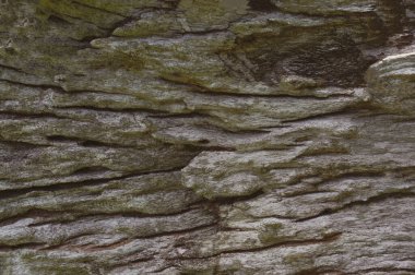 Eski kahverengi ahşap detayı eksik doku arkaplanı                                