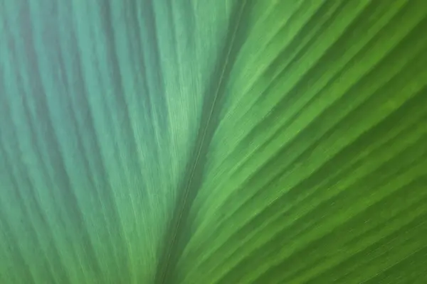 Dwa Ton Kolor Miękki Ostrość Zielony Liść Tekstury Tło — Zdjęcie stockowe