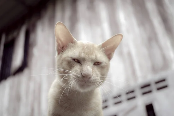 Weicher Fokus Gelbe Katze Die Auf Etwas Schaut — Stockfoto