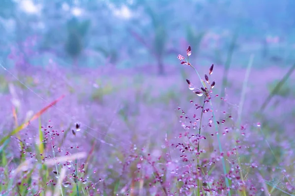  pink  grass flower  blooming with dew drops  